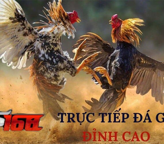 Đá Gà WS168